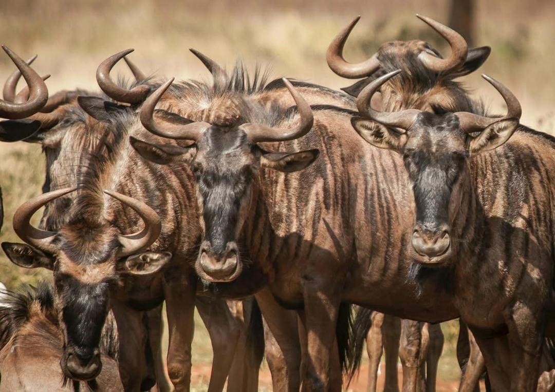 5-Day Great Migration Safari Crossing Mara River day 2 photo 2