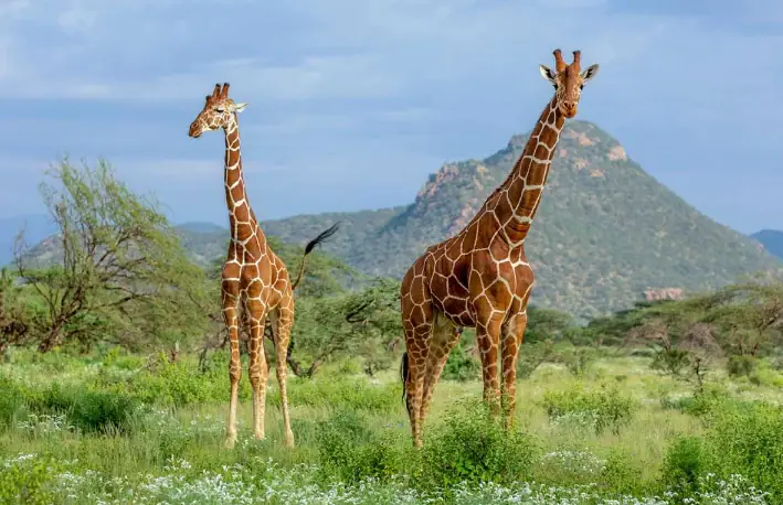 Tanzania Wildlife Adventure Tarangire • Serengeti • Ngorongoro day 3 photo 2