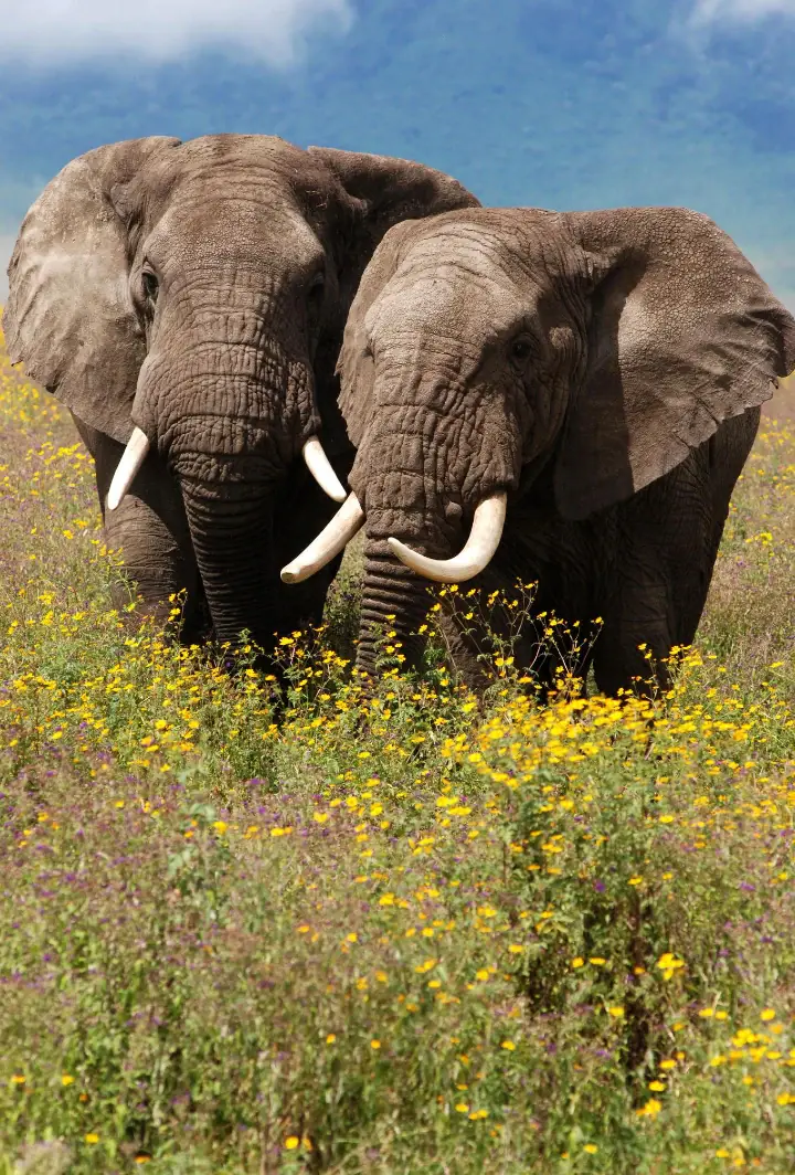 Tanzania Wildlife Adventure Tarangire • Serengeti • Ngorongoro day 1 photo 3