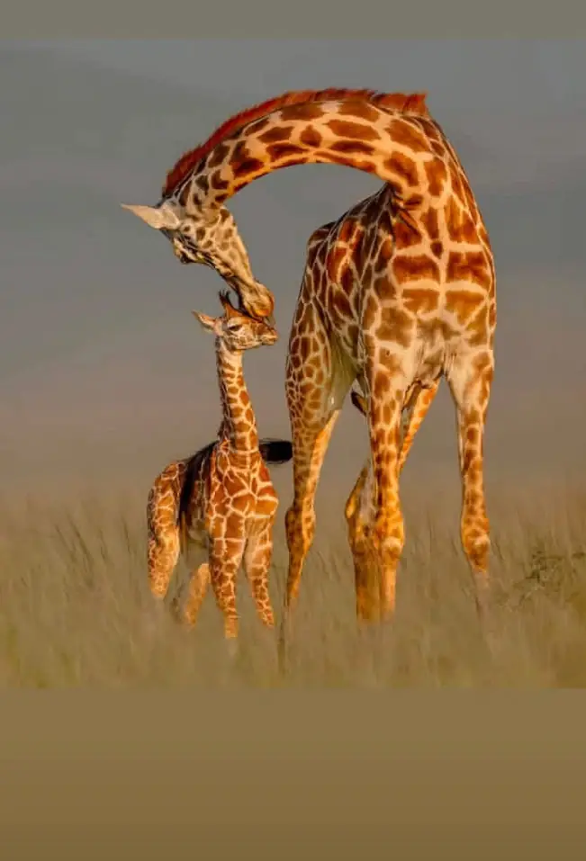 Tanzania Wildlife Adventure Tarangire • Serengeti • Ngorongoro day 2 photo 1