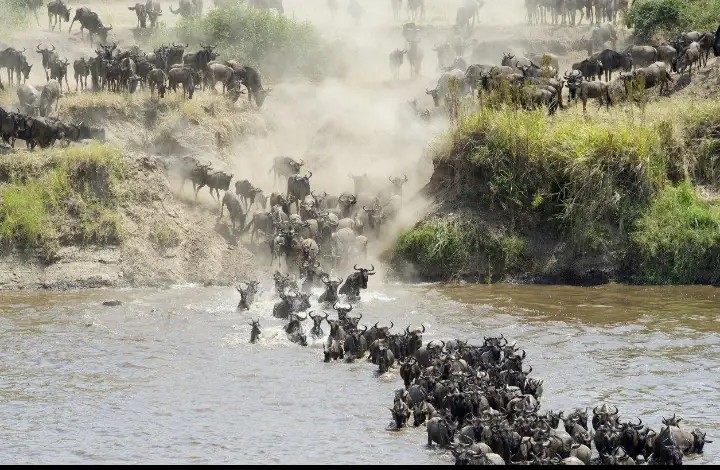 Tanzania Wildlife Adventure Tarangire • Serengeti • Ngorongoro day 2 photo 2