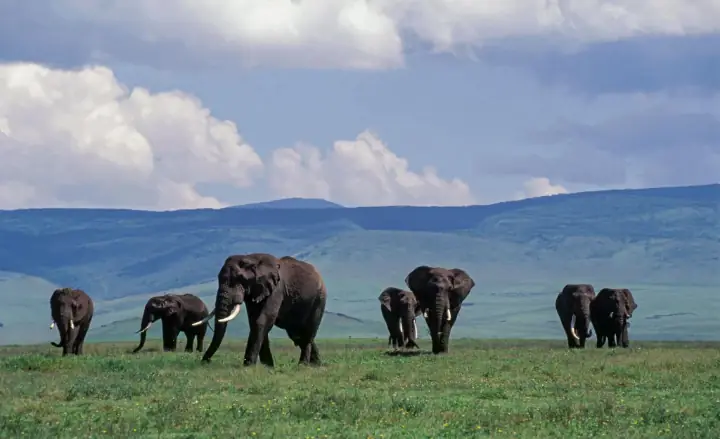 Tanzania Wildlife Adventure Tarangire • Serengeti • Ngorongoro day 4 photo 3