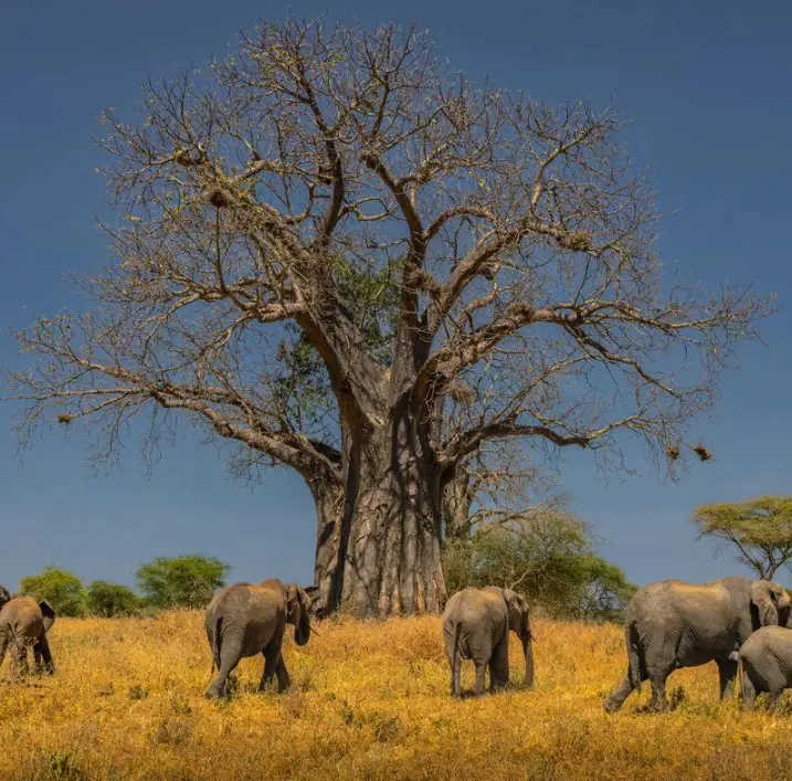 Tanzania Wildlife Adventure Tarangire • Serengeti • Ngorongoro day 1 photo 2