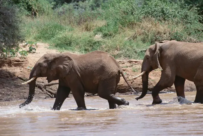 The Rhino & Wild Frontier – Mkomazi Conservation Safari safari
