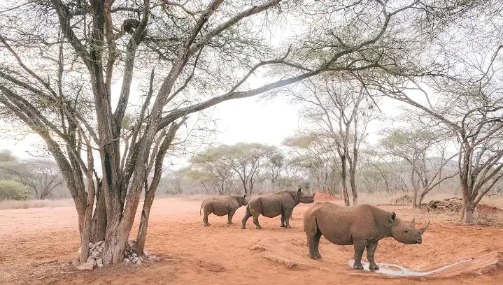 The Rhino & Wild Frontier – Mkomazi Conservation Safari day 1 photo 3