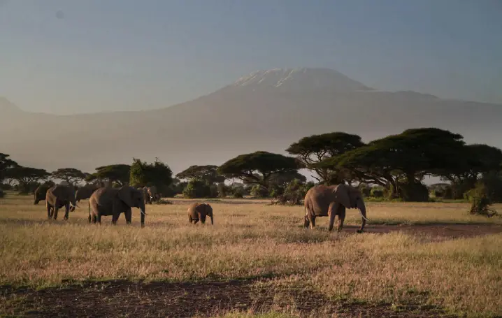 Tanzania Wildlife Adventure Tarangire • Serengeti • Ngorongoro safari