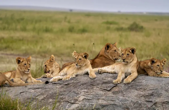 Tanzania Wildlife Adventure Tarangire • Serengeti • Ngorongoro day 1 photo 1