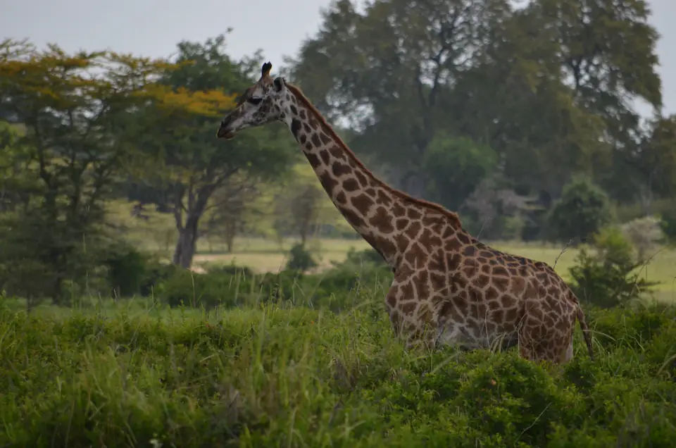 2-Day Fly-In Safari from Zanzibar to Nyerere National Park day 1 photo 1