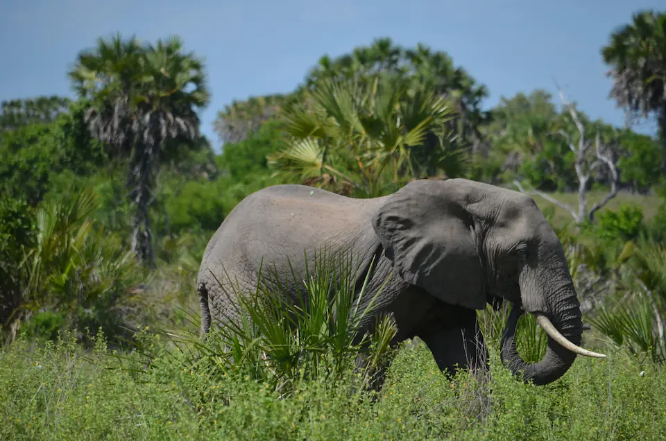 1-Day Fly-In Safari from Zanzibar to Mikumi Park – Return for Dinner safari