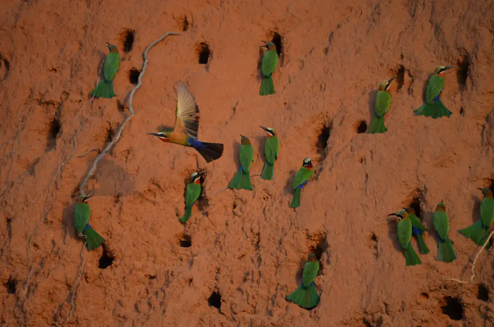2-Day Fly-In Safari from Zanzibar to Nyerere National Park day 2 photo 3