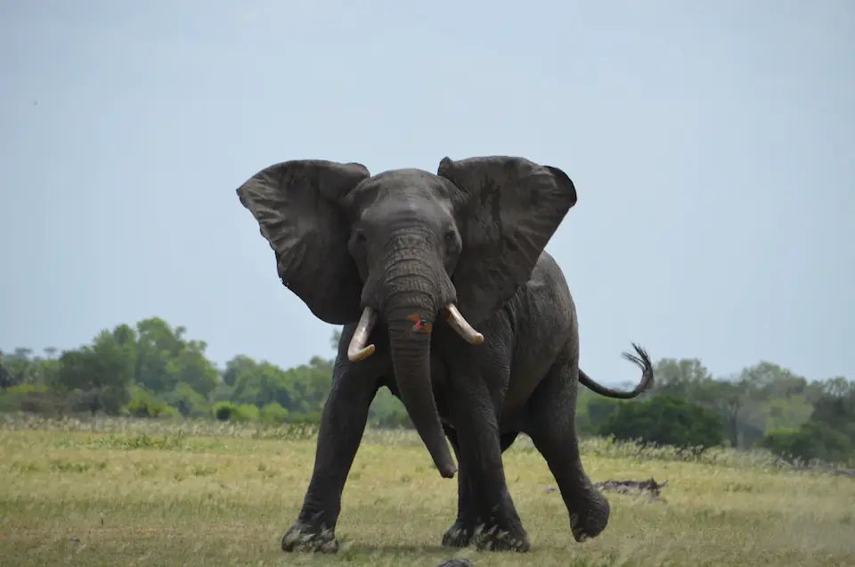 2-Day Fly-In Safari from Zanzibar to Nyerere National Park safari