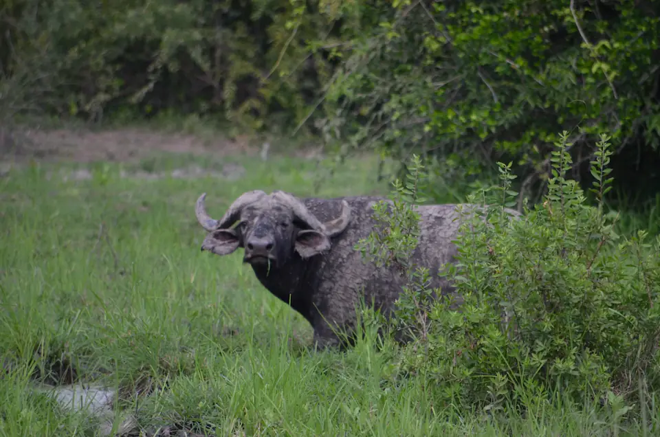 2-Day Fly-In Safari from Zanzibar to Nyerere National Park day 1 photo 3