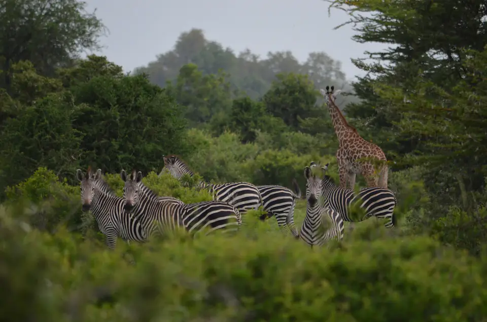 2-Day Fly-In Safari from Zanzibar to Nyerere National Park safari photo 1