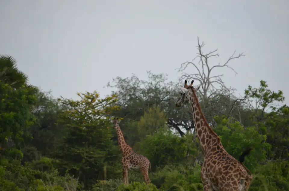 2-Day Fly-In Safari from Zanzibar to Nyerere National Park day 1 photo 2