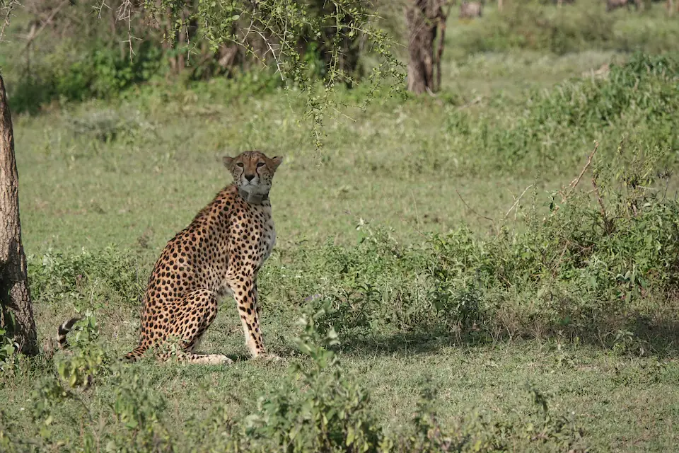 2-Day Honeymoon Safari Bliss day 2 photo 3