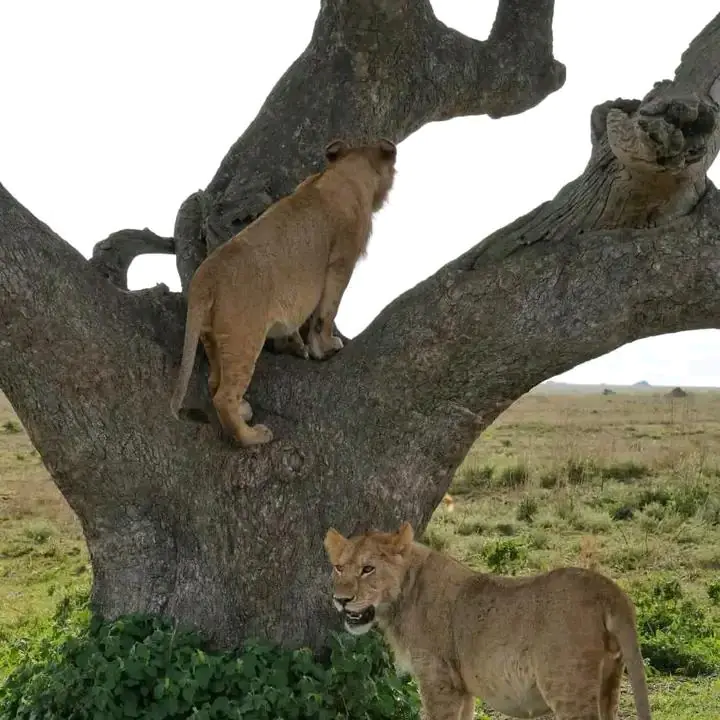 Northern Circuit Classic Safari safari photo 1