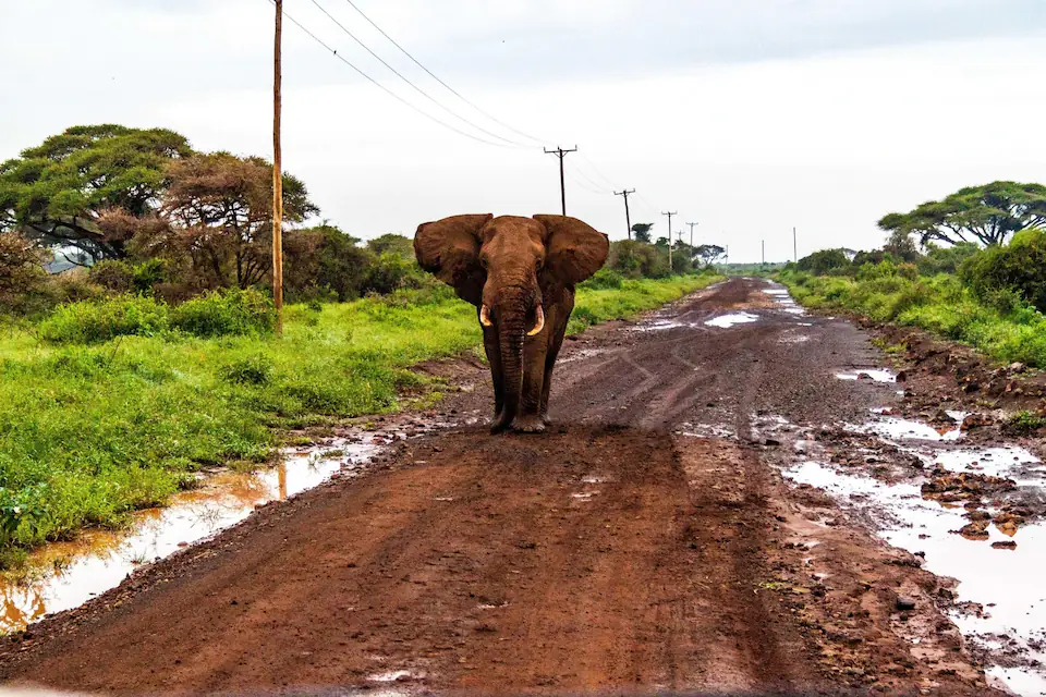 Northern Circuit Classic Safari safari