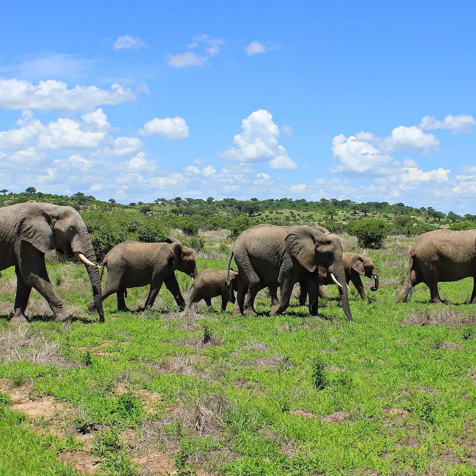 2 Days 1 Night - Ruaha National Park Safari safari