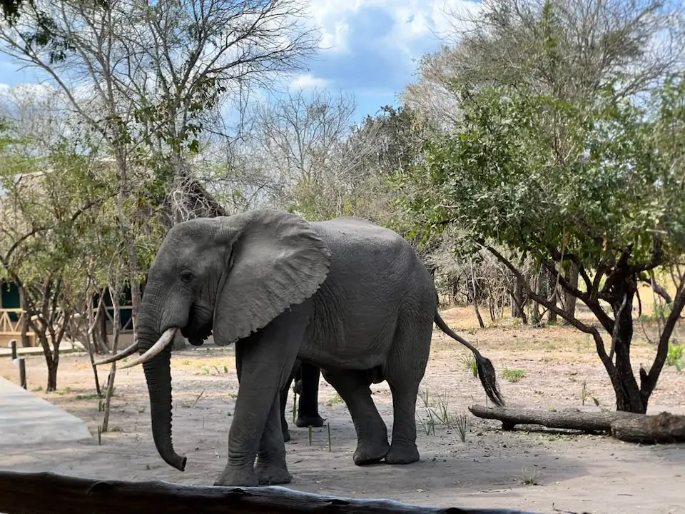 1 day trip to mikumi by SGR (TRAIN) safari photo 1