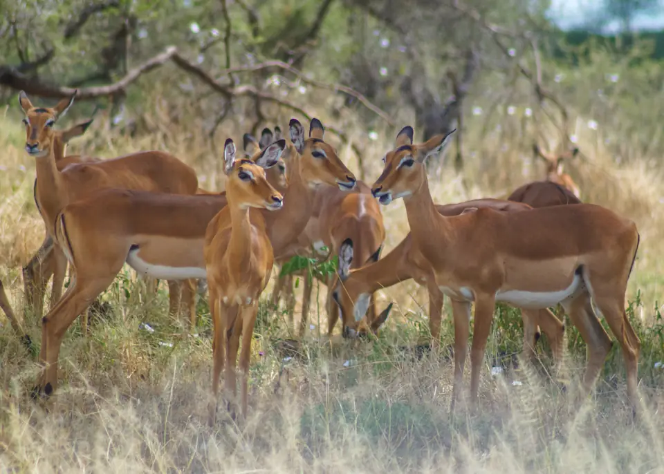 7 DAYS THE MAJESTIC KENYA AND TANZANIA LODGE SAFARI day 7 photo 2