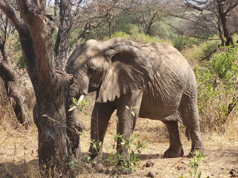 7 DAYS THE MAJESTIC KENYA AND TANZANIA LODGE SAFARI day 2 photo 3