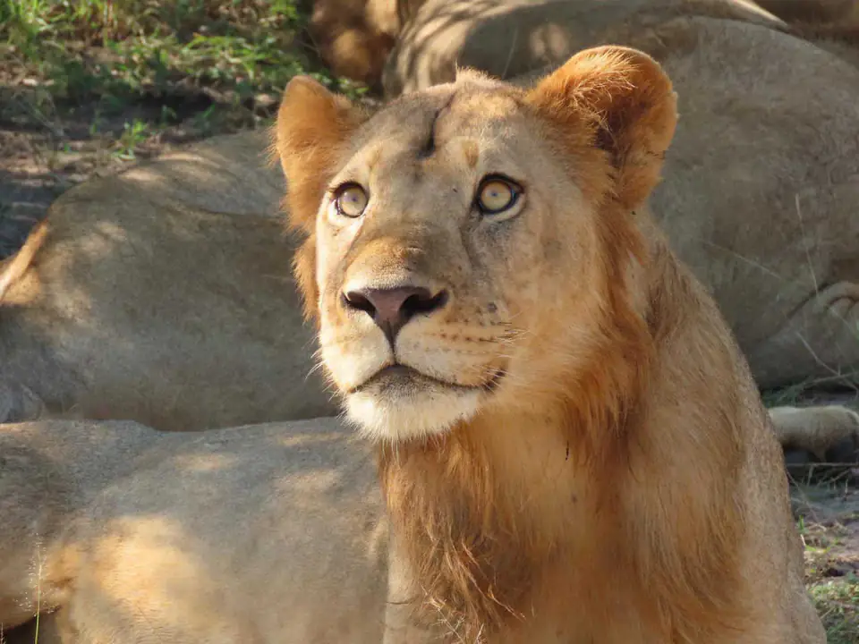 7 DAYS THE MAJESTIC KENYA AND TANZANIA LODGE SAFARI day 6 photo 2