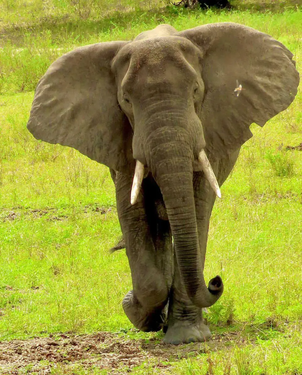 7 DAYS THE MAJESTIC KENYA AND TANZANIA LODGE SAFARI day 5 photo 3