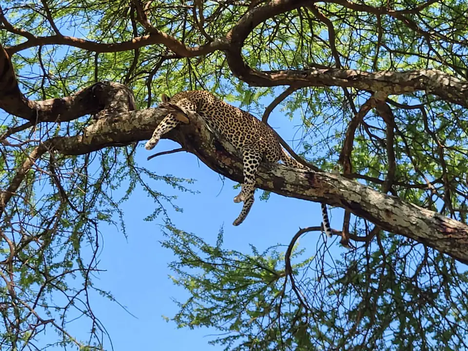 7 DAYS THE MAJESTIC KENYA AND TANZANIA LODGE SAFARI day 2 photo 2