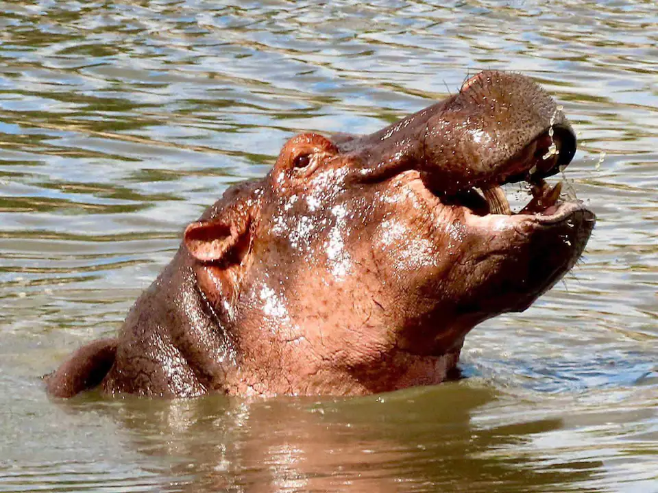 7 DAYS THE MAJESTIC KENYA AND TANZANIA LODGE SAFARI day 6 photo 3