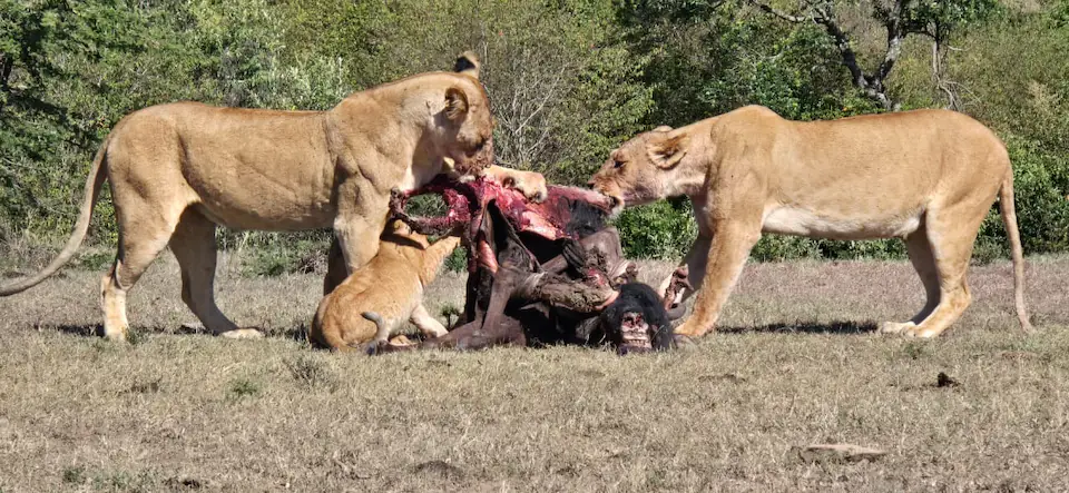 7 DAYS THE MAJESTIC KENYA AND TANZANIA LODGE SAFARI day 3 photo 2