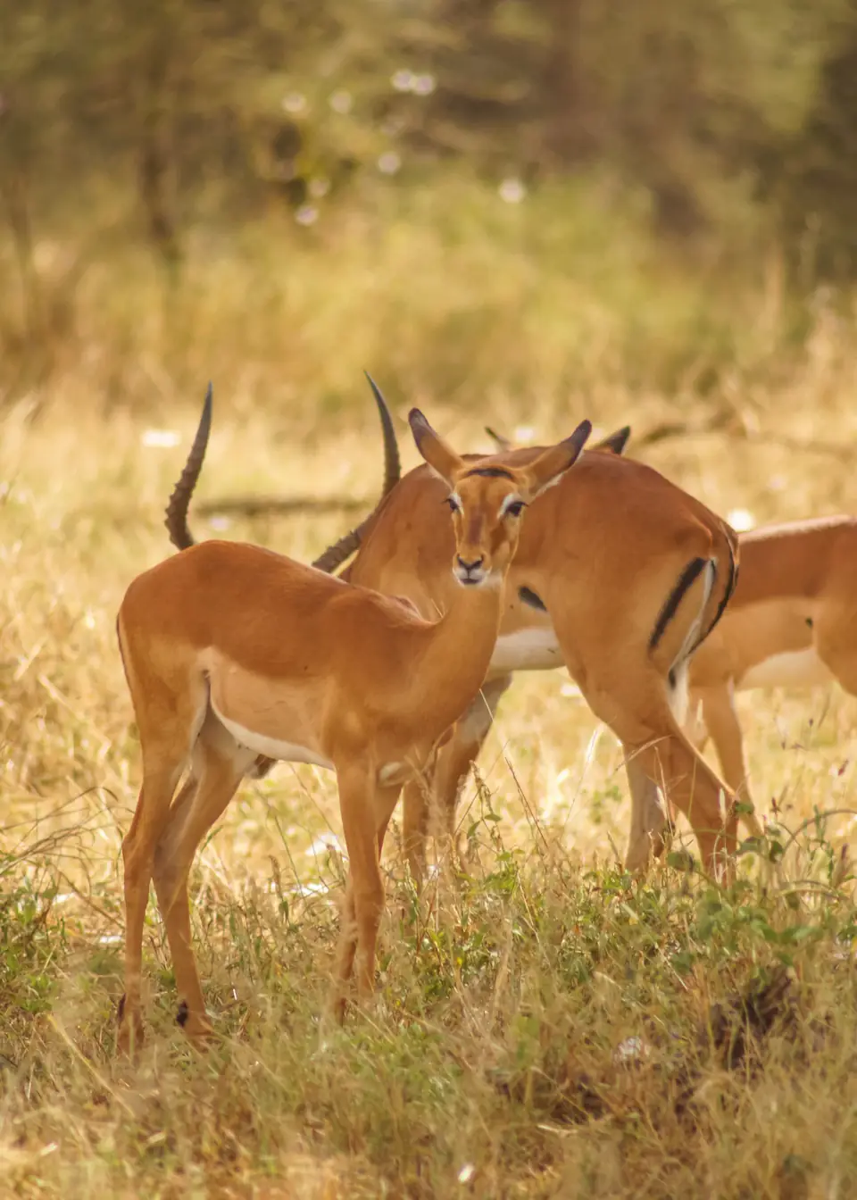 7 DAYS THE MAJESTIC KENYA AND TANZANIA LODGE SAFARI safari