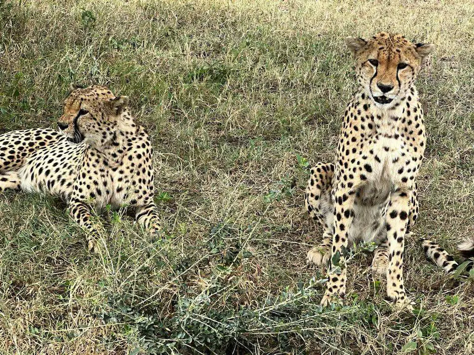 7 DAYS THE MAJESTIC KENYA AND TANZANIA LODGE SAFARI day 3 photo 1