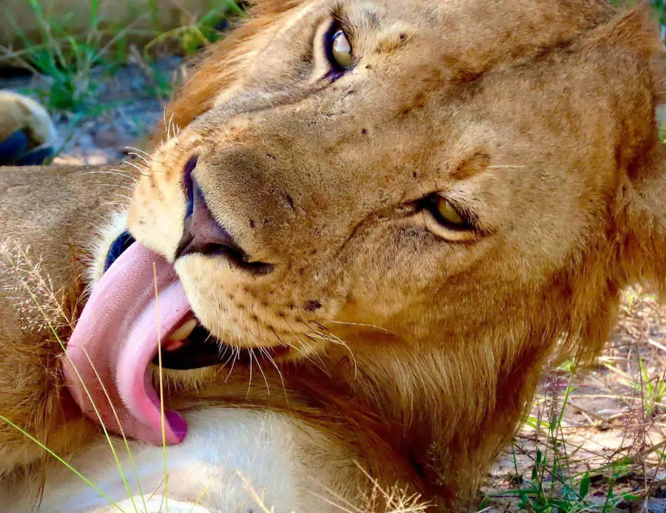 7 DAYS THE MAJESTIC KENYA AND TANZANIA LODGE SAFARI day 5 photo 2