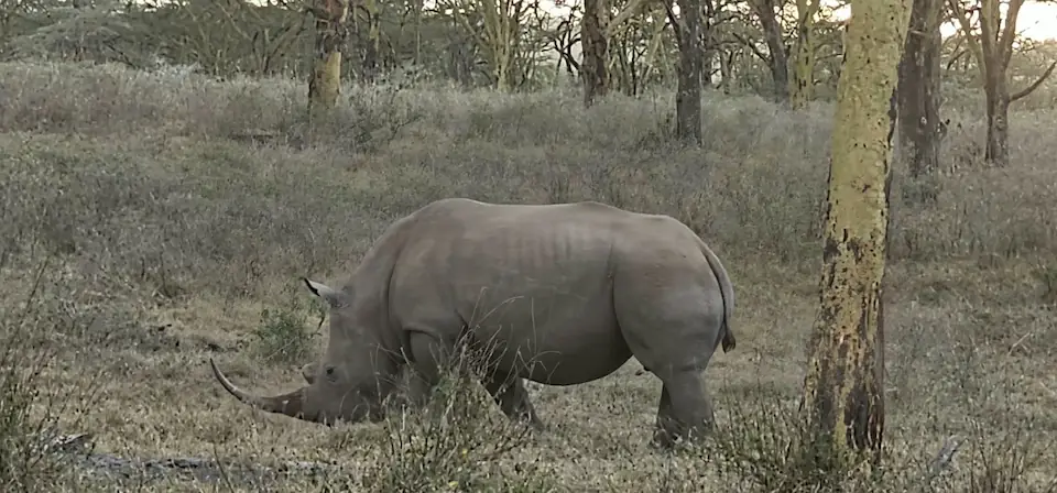 7 DAYS THE MAJESTIC KENYA AND TANZANIA LODGE SAFARI day 1 photo 2