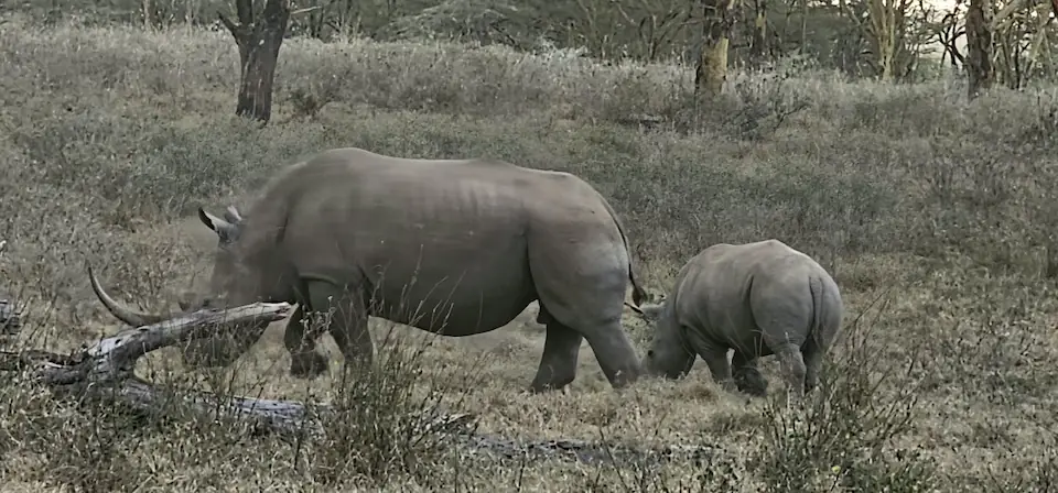 7 DAYS THE MAJESTIC KENYA AND TANZANIA LODGE SAFARI day 1 photo 1