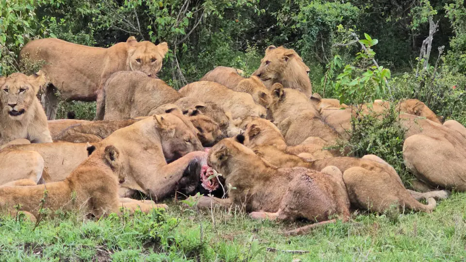 7 DAYS THE MAJESTIC KENYA AND TANZANIA LODGE SAFARI day 3 photo 3