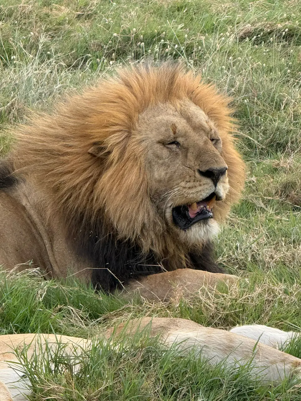 7 DAYS THE MAJESTIC KENYA AND TANZANIA LODGE SAFARI day 4 photo 3