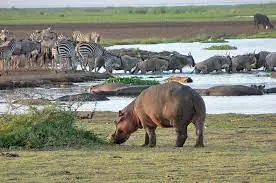 2-Day Safari Tarangire National Park and Ngorongoro creator Np safari