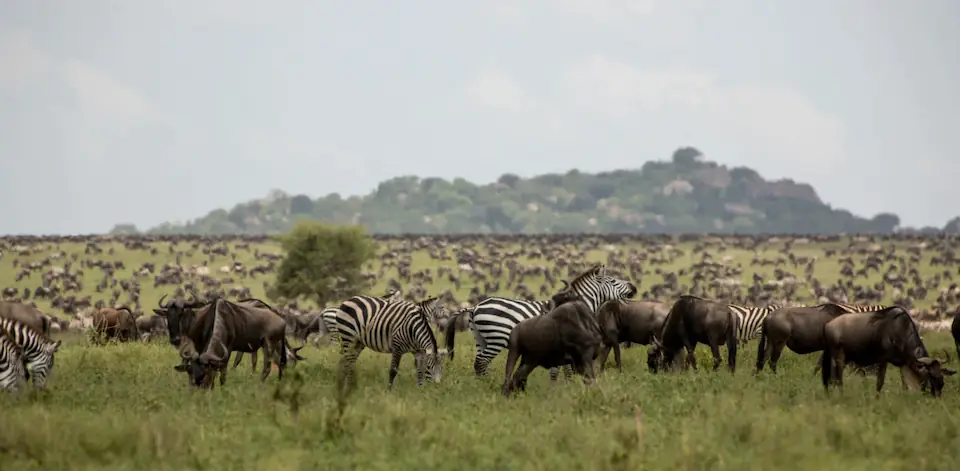 3 daya safari Tarangire Np  Serengeti Np  and  Ngorongoro Creator day 1 photo 2