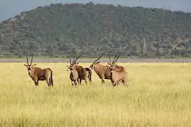 2-Day Safari Tarangire National Park and Ngorongoro creator Np day 2 photo 2