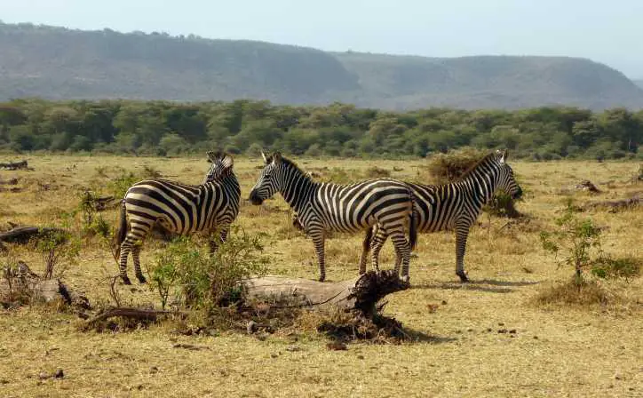 2-Day Safari Tarangire National Park and Ngorongoro creator Np day 1 photo 1