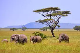 2-Day Safari Tarangire National Park and Ngorongoro creator Np day 1 photo 2
