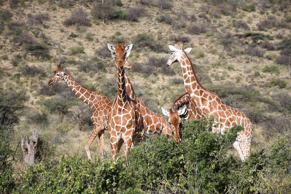 3-Days Maasai mara an-unforgettable Kenya wildlife experience day 1 photo 3