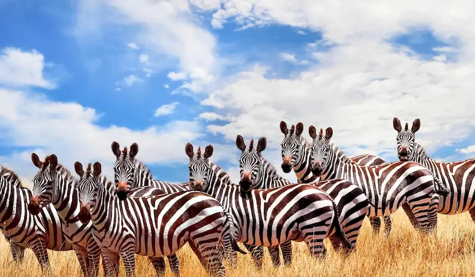 5-Days,Tarangire,Serengeti & Ngorongoro safari