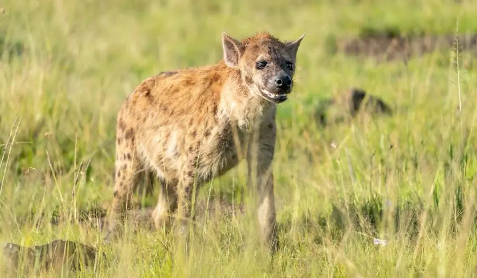 3-Days Maasai mara an-unforgettable Kenya wildlife experience day 3 photo 2