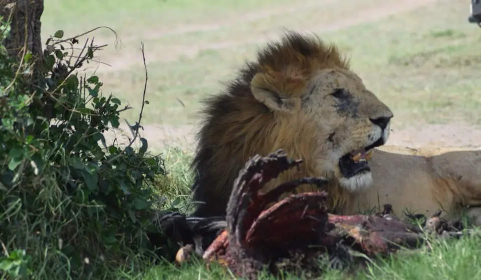 3-Days Maasai mara an-unforgettable Kenya wildlife experience day 3 photo 1