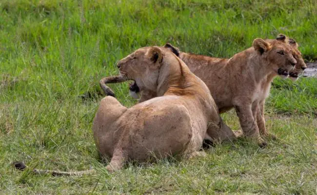 5-Days,Tarangire,Serengeti & Ngorongoro safari photo 1