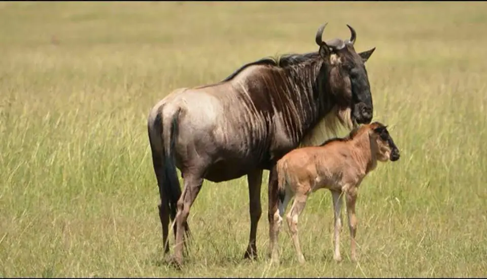 3-Days Maasai mara an-unforgettable Kenya wildlife experience day 2 photo 1