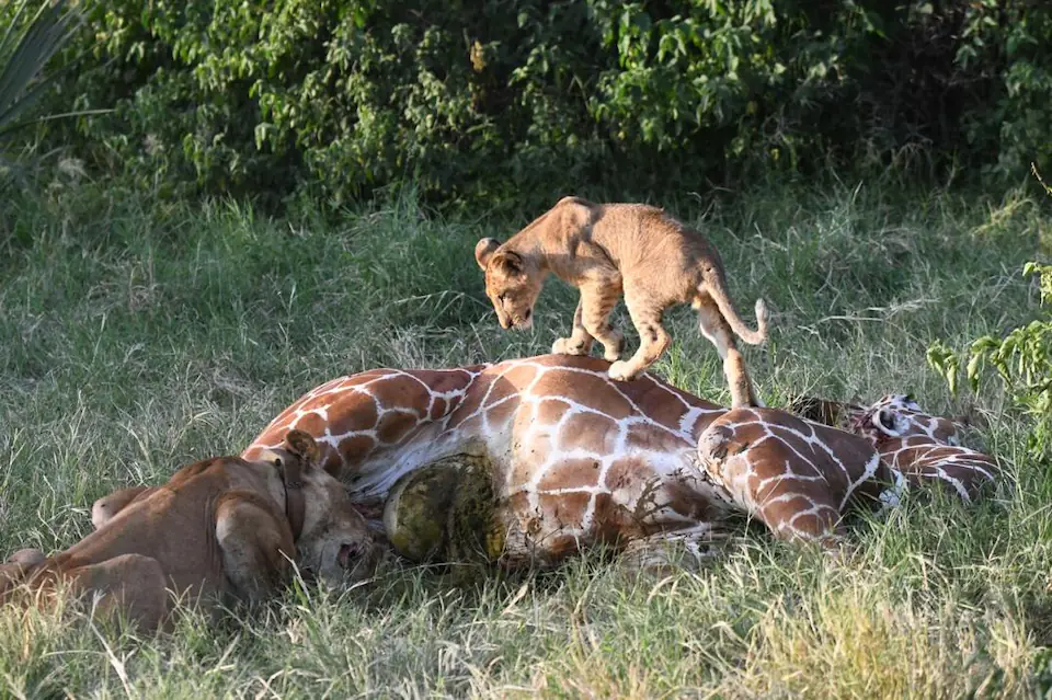 3-Days Maasai mara an-unforgettable Kenya wildlife experience day 1 photo 2