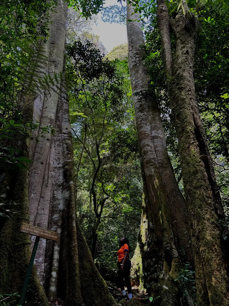 4 Days Usambara mountains hike day 1 photo 1